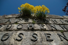 Zitadelle-gelbe-Blumen