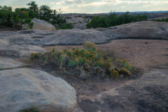 USA20096