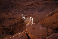 Valley-of-Fire-Langhornschaf