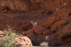 Valley-of-Fire-Langhornschafe