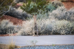 Valley-of-Fire-rabbit