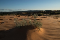 Coral-Pink-Sand-Dunes-Dünen-6