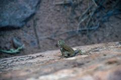 USA-2017-Lower-Calf-Creek-Falls10715