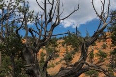 Red-Canyon-Baum-2