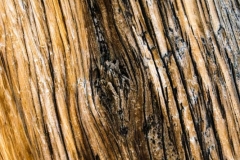 Red-Canyon-Baum-3
