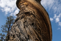 Red-Canyon-Baum