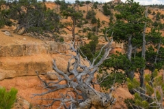 Red-Canyon-Landschaft-6