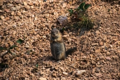 USA-2017-Navajoo-Loop10453