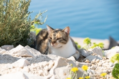 Kroatien_Insel-Pag-1-7