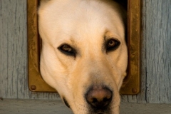 Autun-Hund