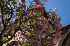 Beaune-Blueten