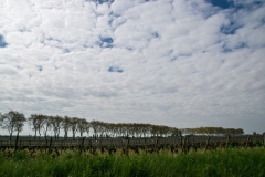 Meursault_Reben